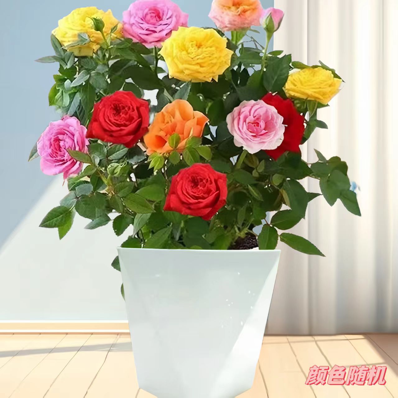 花卉混色花盆栽带花苞室内花卉四季开花阳台绿植庭院花苗植物