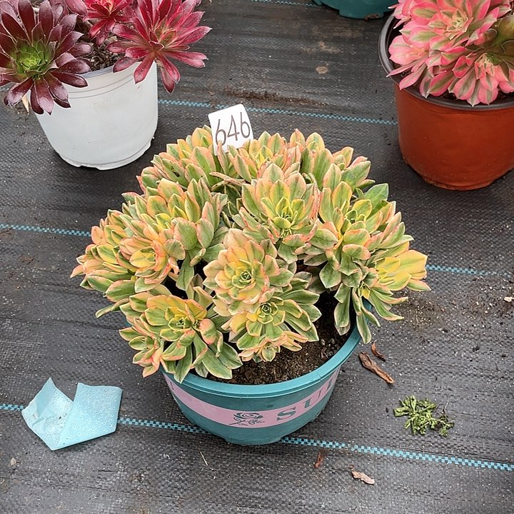 甜茶646法师多肉