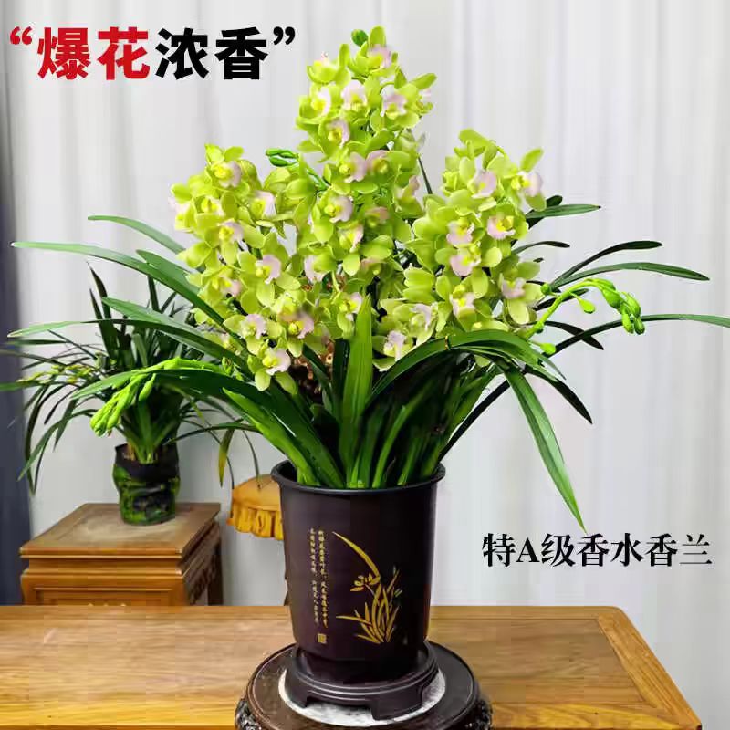 【香水香兰】带5-6支花苞浓香蕙兰室内室外客厅好养易活兰花花卉