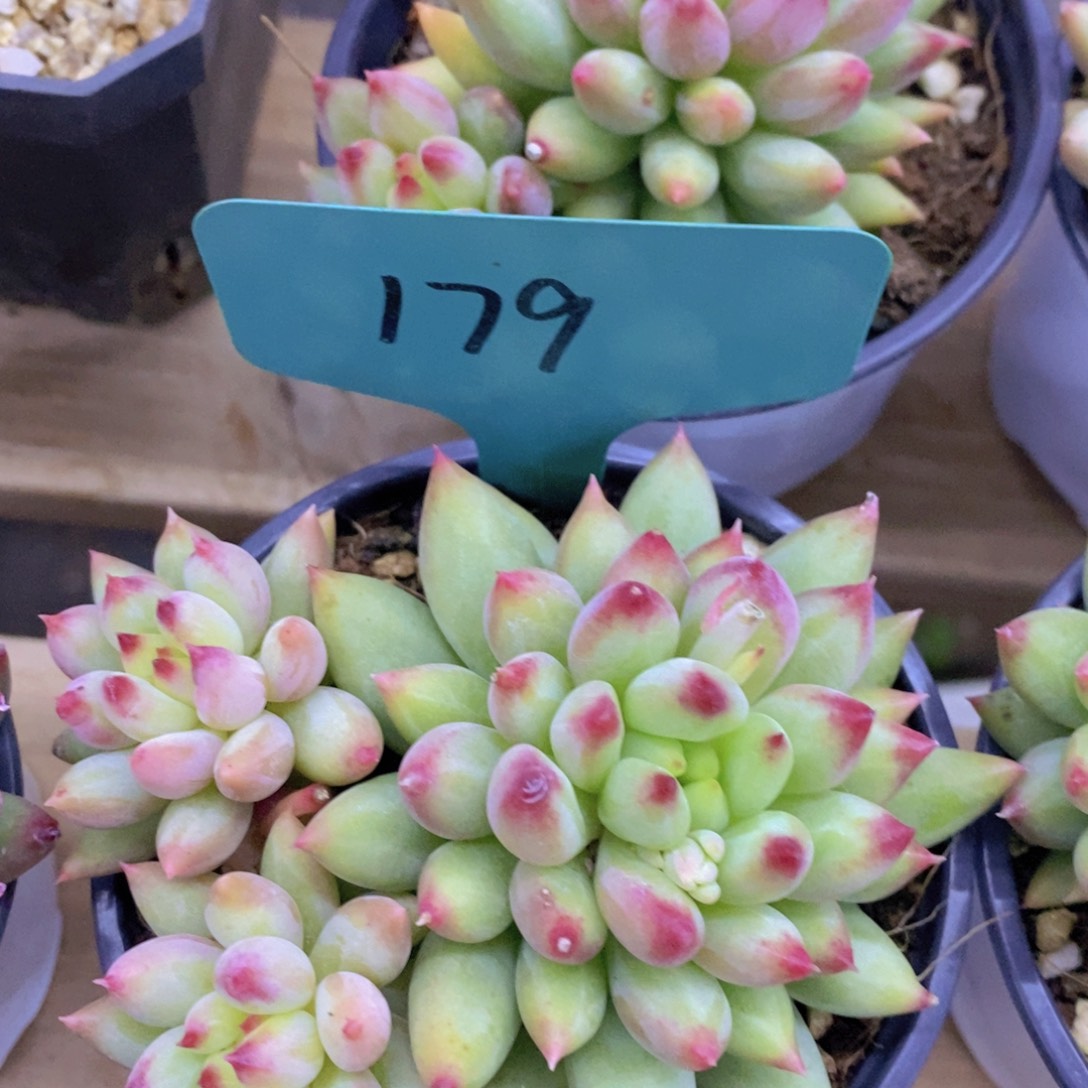 开心多肉，首播2欢迎