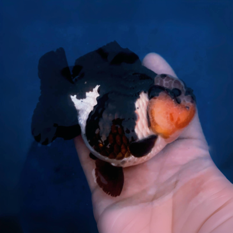 鸿运当头玛丽金鱼活体淡水冷水观赏鱼适合鱼缸饲养