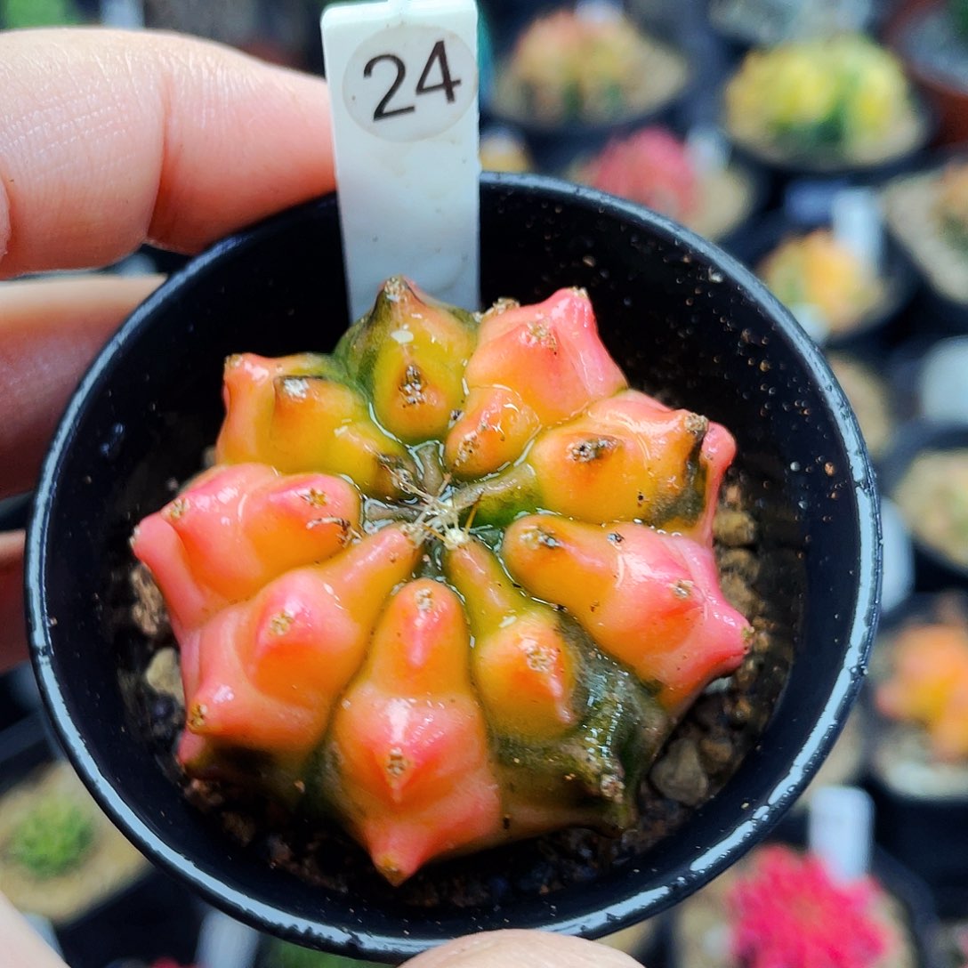 非偏远地区满25包邮仙人球