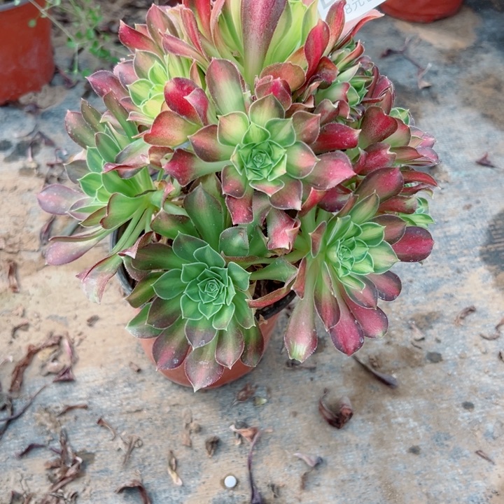 333韶华多肉植物