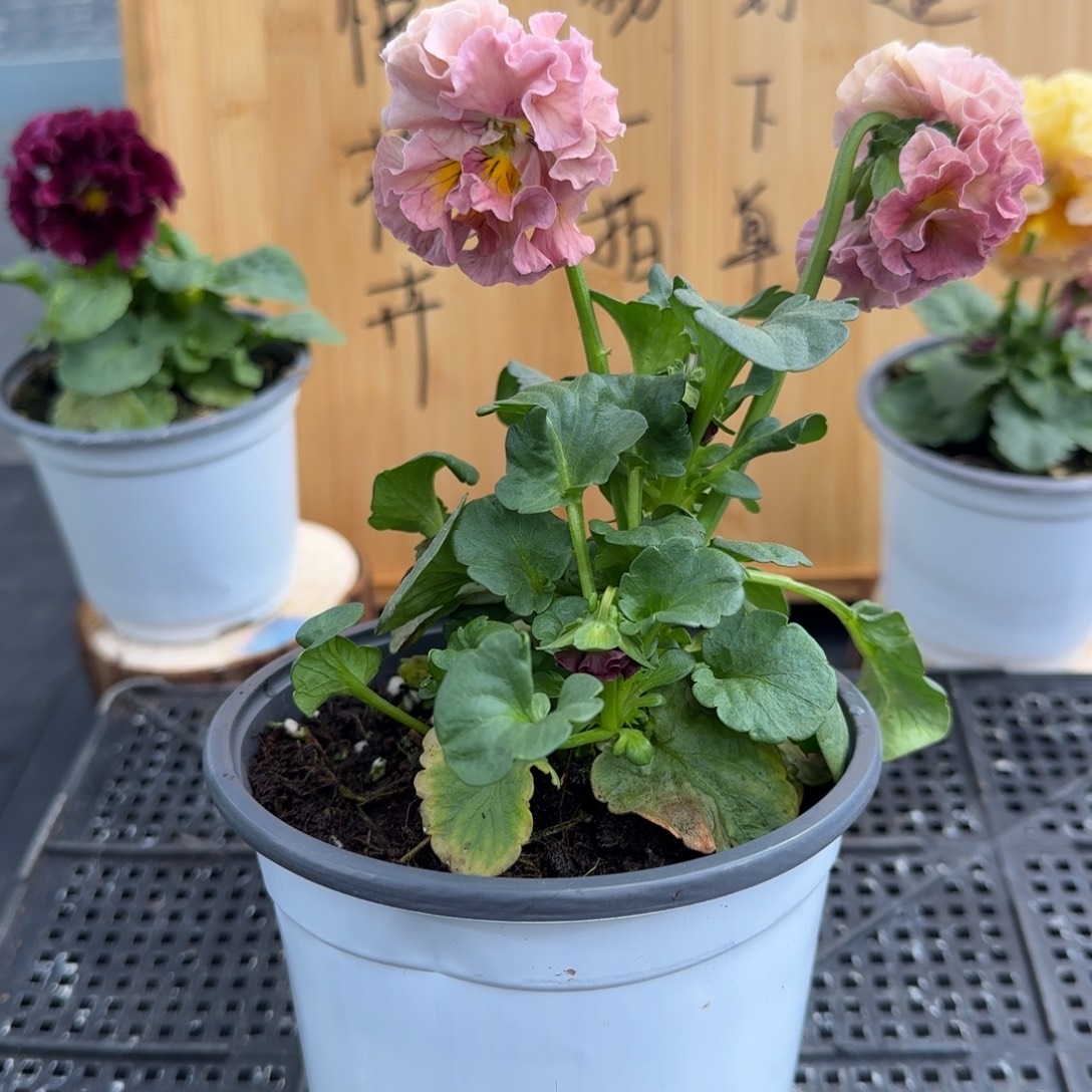 完全开放19号粉色洛可可