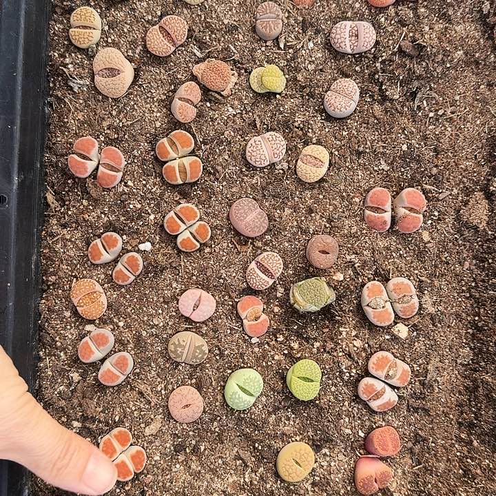 生石花1111111。 281