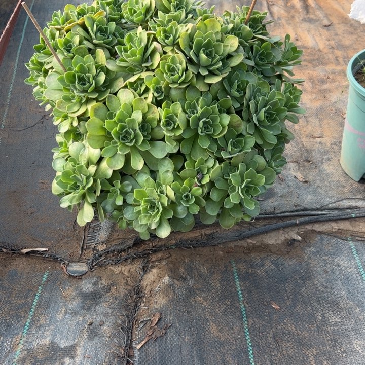 44冰多肉多肉多肉多肉