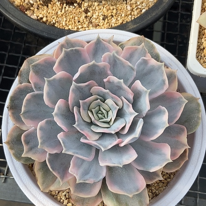 丽娜莲锦多肉植物