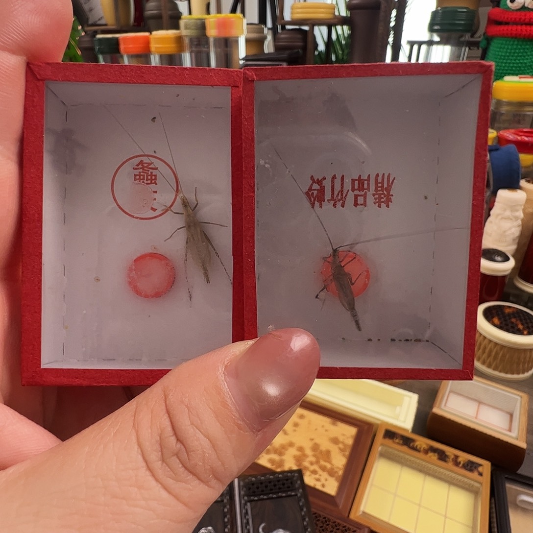 段须柬埔寨竹蛉➕紫竹蛉