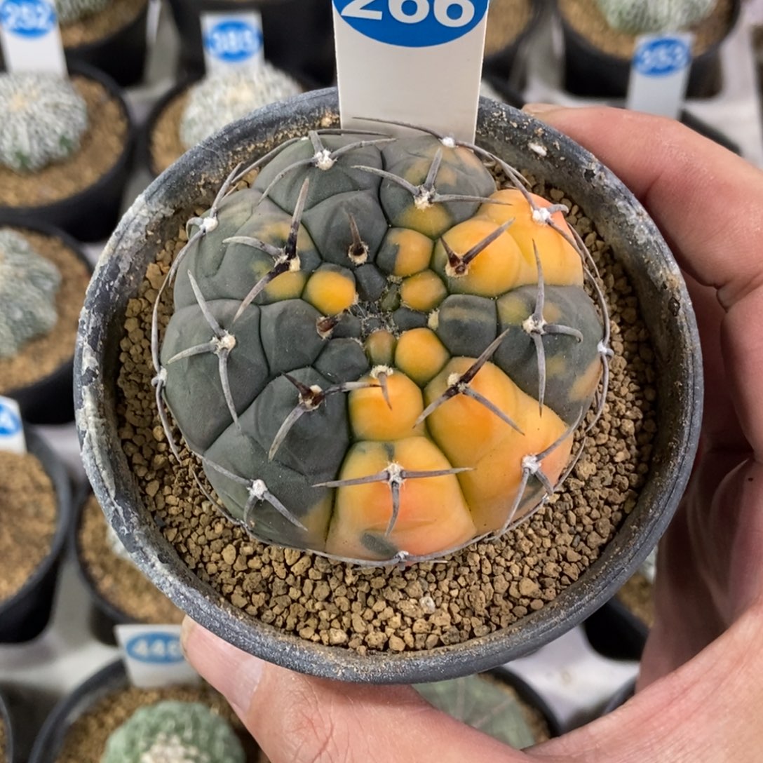 266实生三本刺锦带盆带土啊