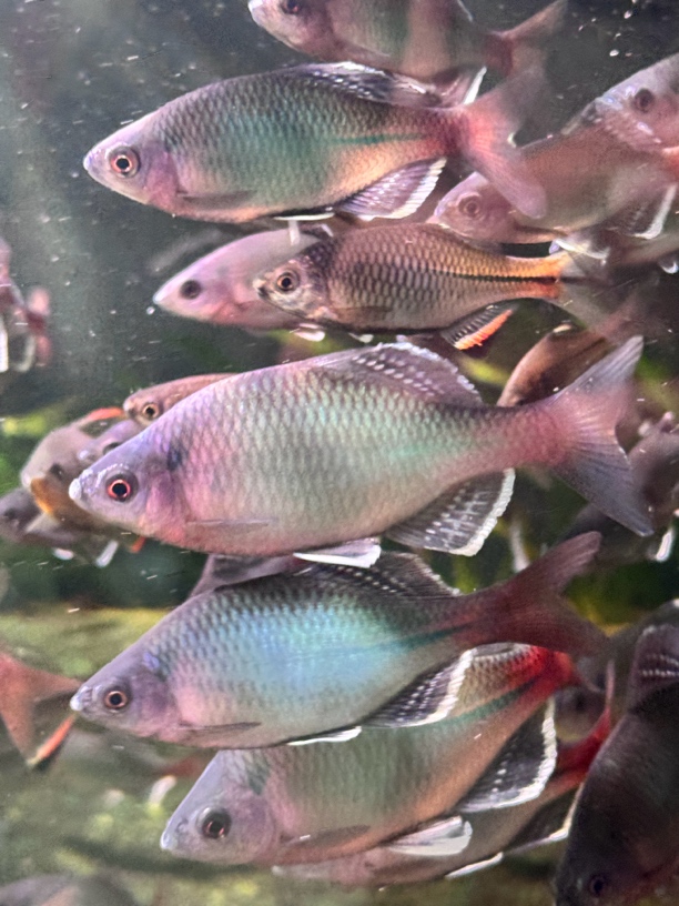 新安江青鳞 白边须鱊 彩鱊 杭齐 等鳑鲏合集 冷水鱼 原生鱼
