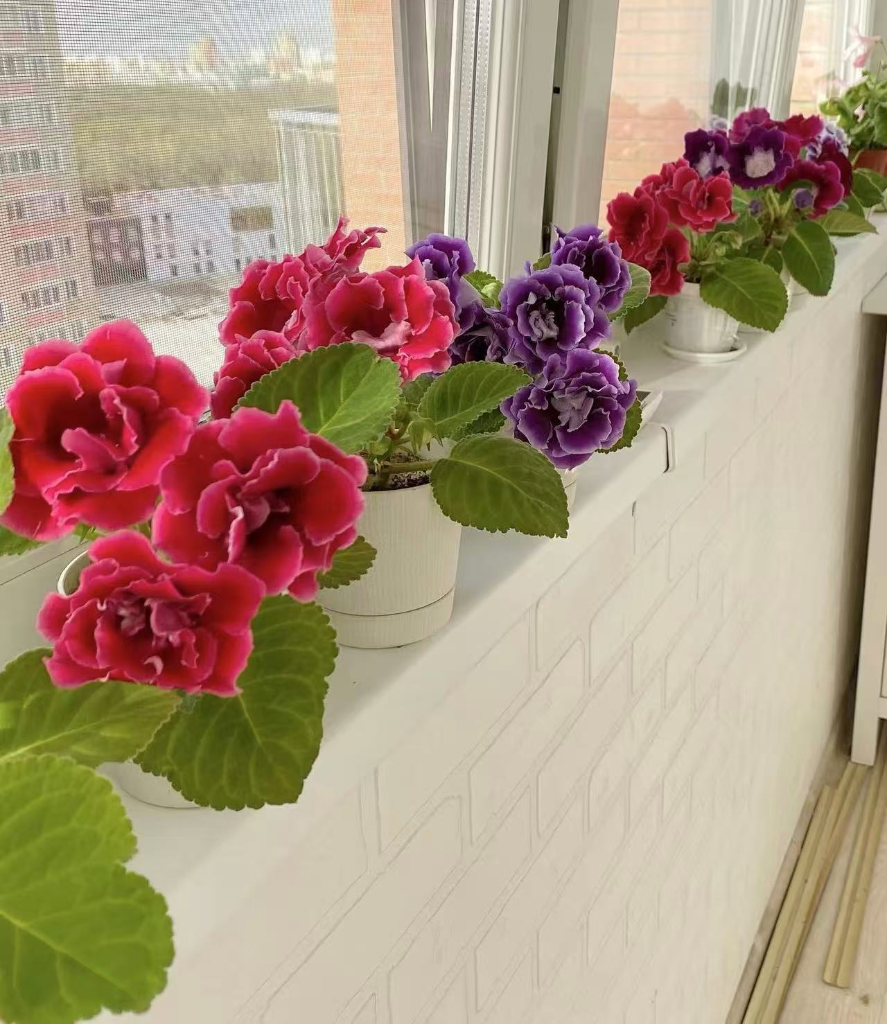 【新疆包邮】大花带花苞大岩桐芙蓉花室内阳台客厅盆栽植物