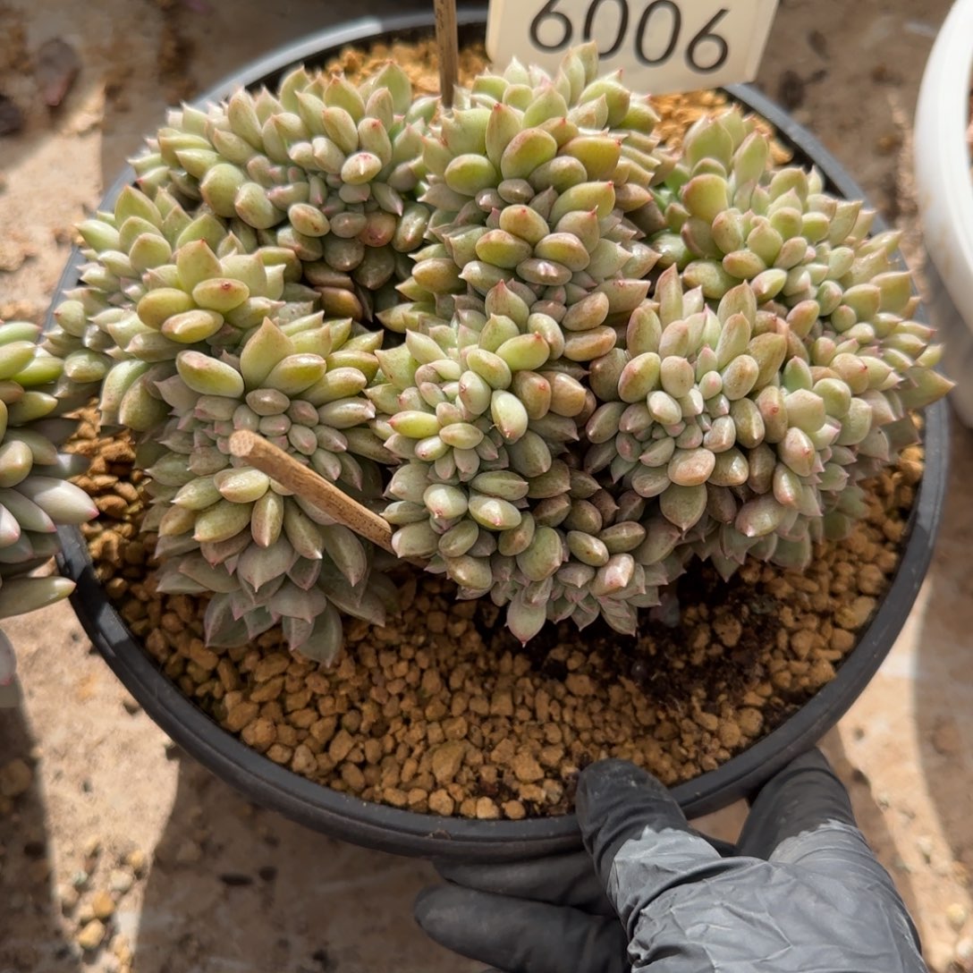 郭***姐6006。    璀璨缀。  