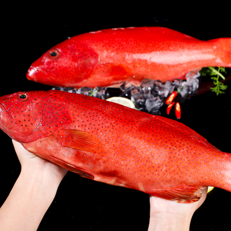 航海猫海捕东星斑  深海速冻石斑鱼 活冻海捕东星斑节日送礼