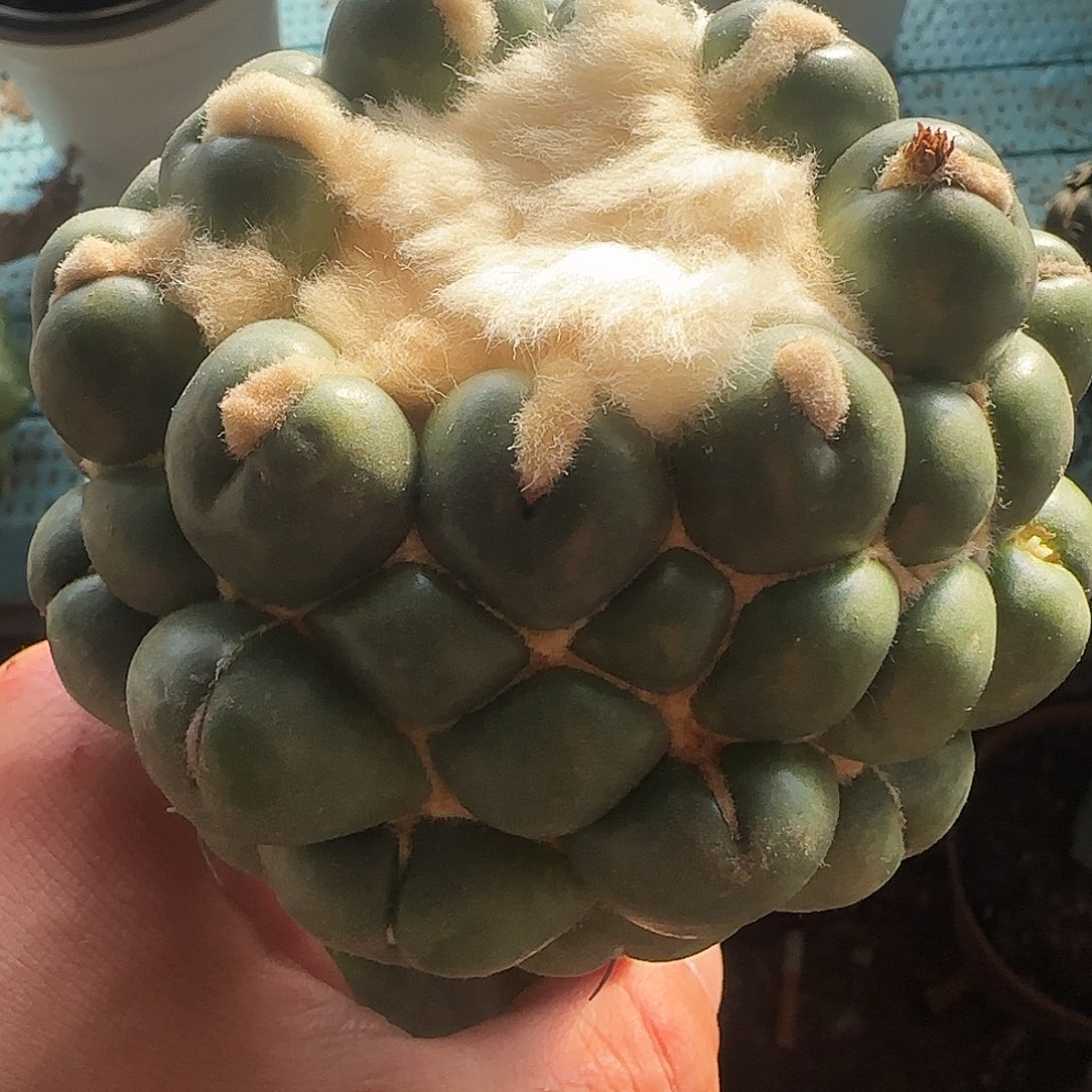 泰系蜘蛛眼420仙人球