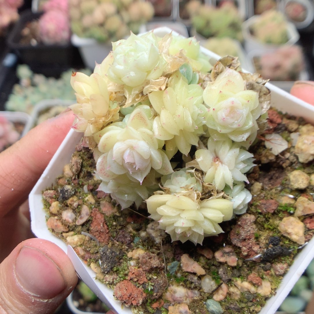 无花朵Q12   yyyyyyy