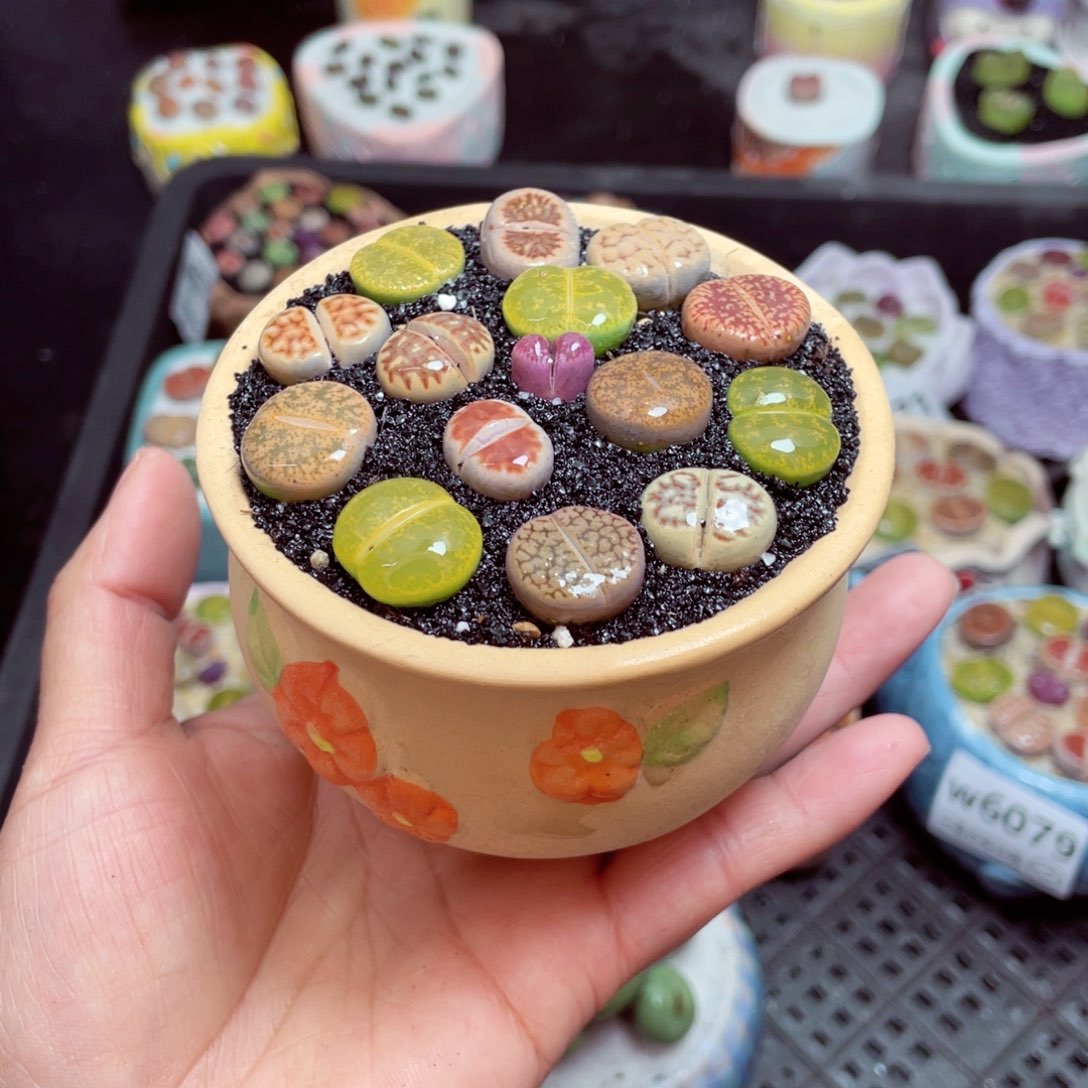 w6082 -零下地区拍保温箱-15支持寄养