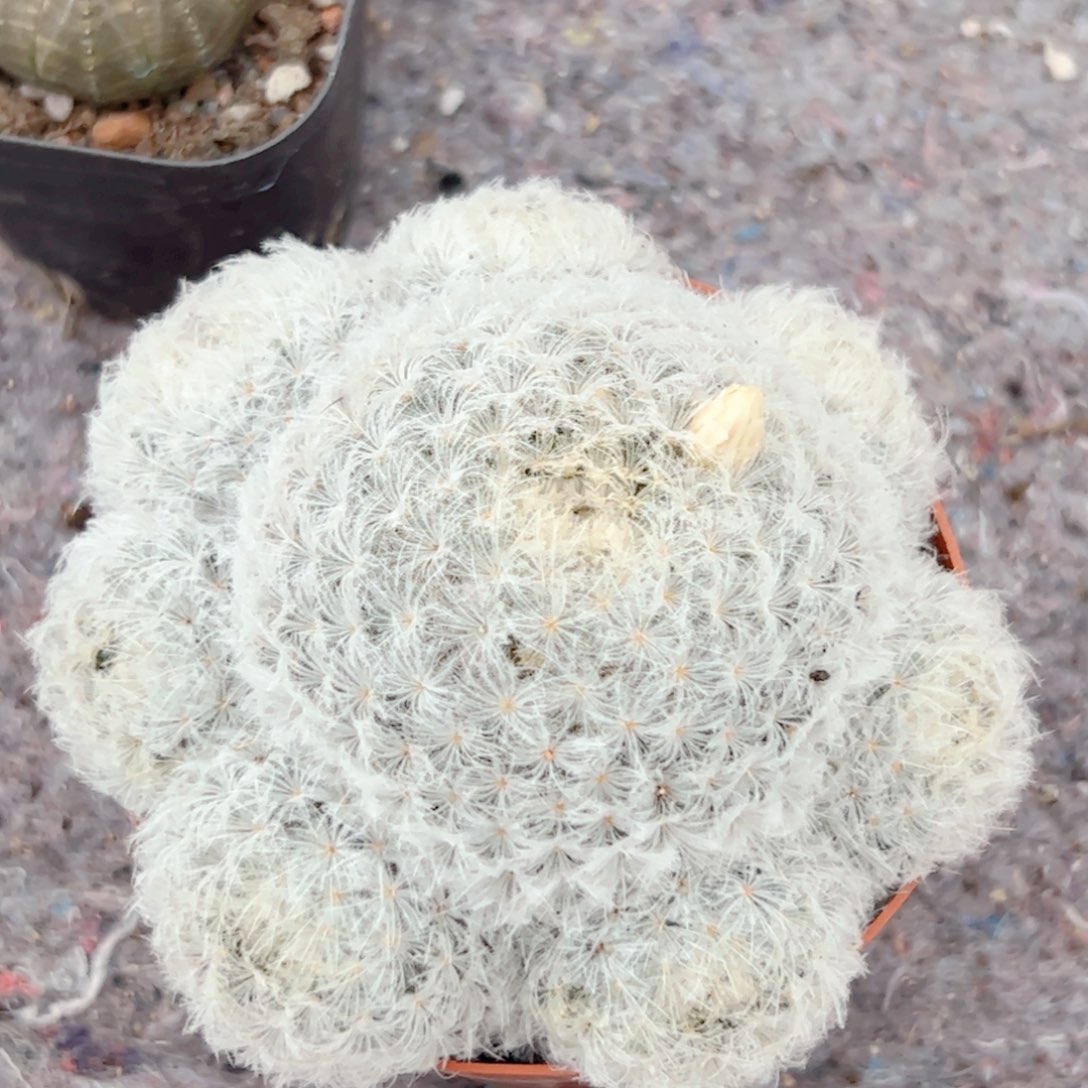 实生 群生白星仙人球
