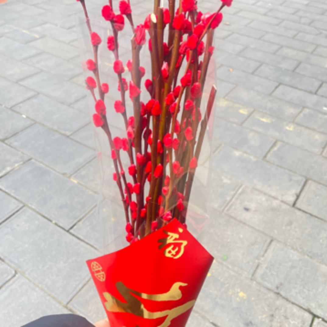 新鲜银柳喜庆年宵花