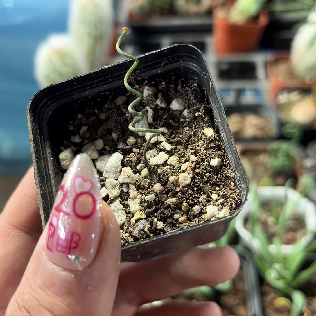 钢丝弹簧草单头发货有根