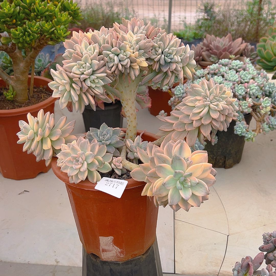 爱***逗2717淡雪多肉植物多肉