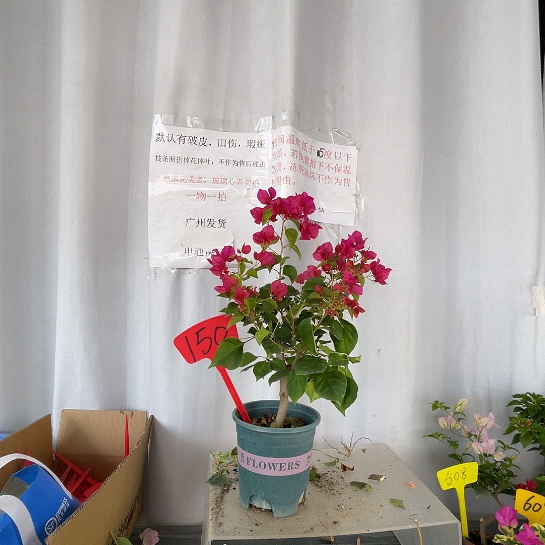 当前无花栽培后可以开花150暗斑大红盆苗