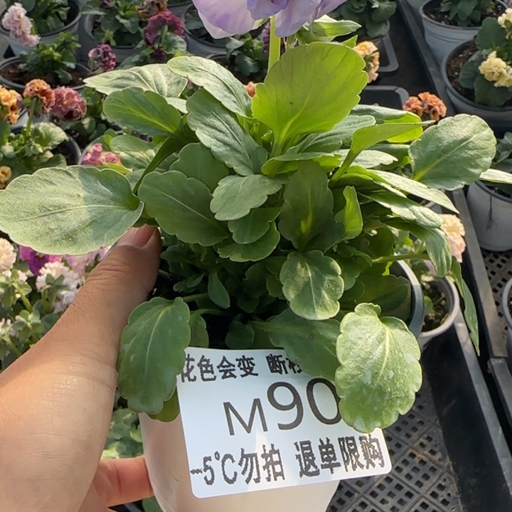 铄****无花朵M090角堇小苗一物一拍默认苗晃