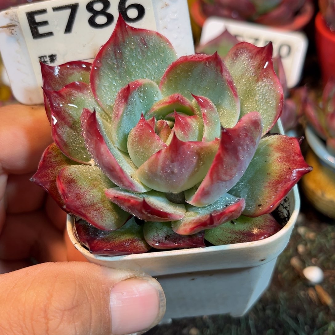 惊鸿一瞥786号多肉