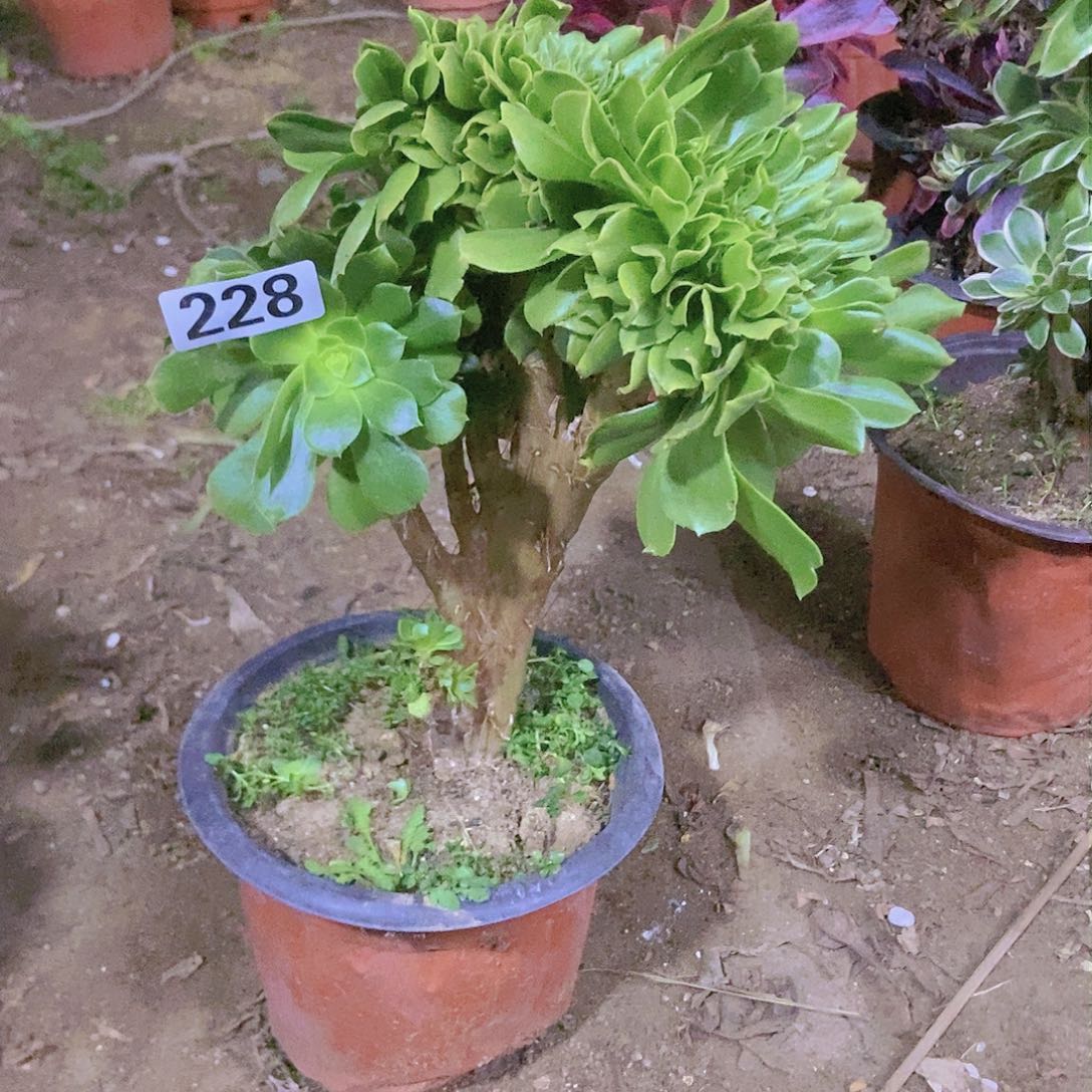 228绿羊绒缀老板子法师缀老