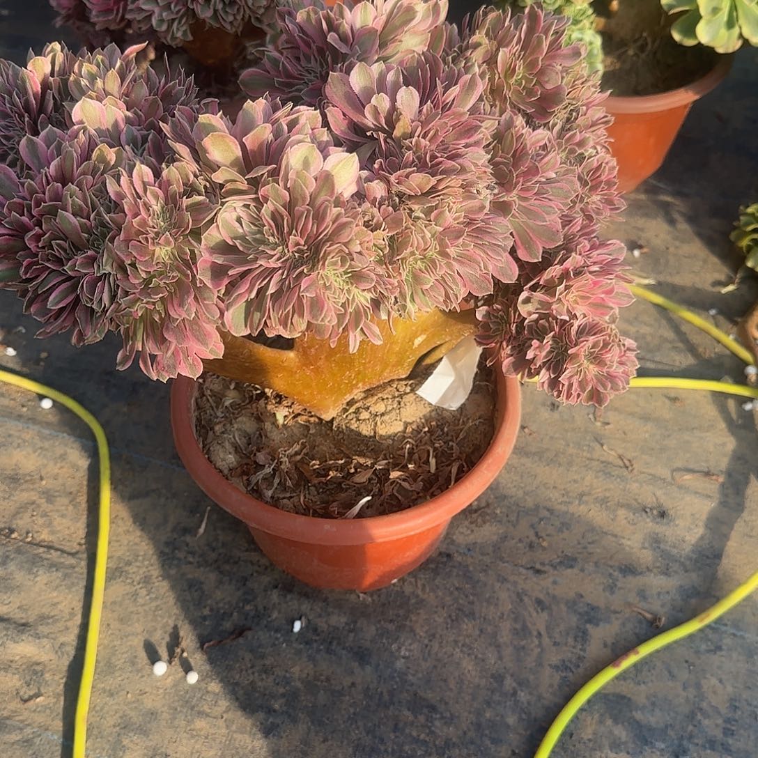 贵***周女巫缀化脱土发货