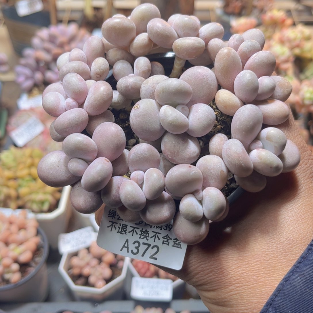 372彩虹奶散拼多肉