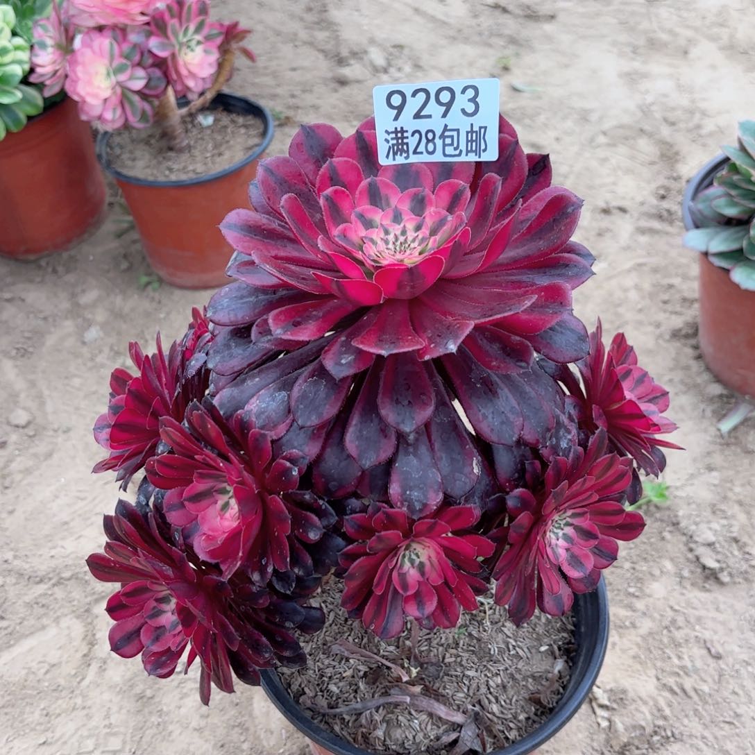 9293月亮女神多肉