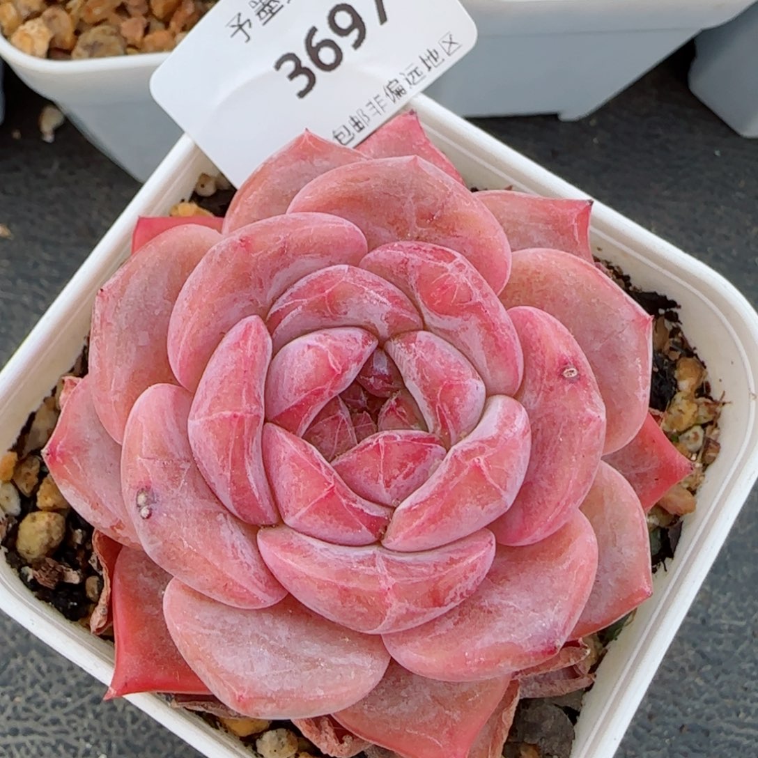 开播福利，3697多肉