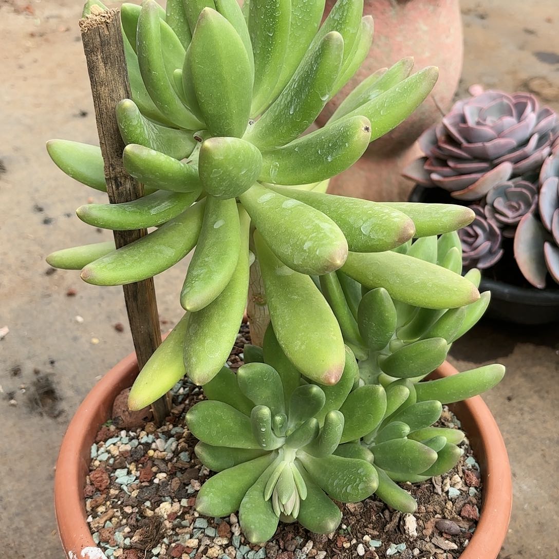 同温层多肉金蝉200