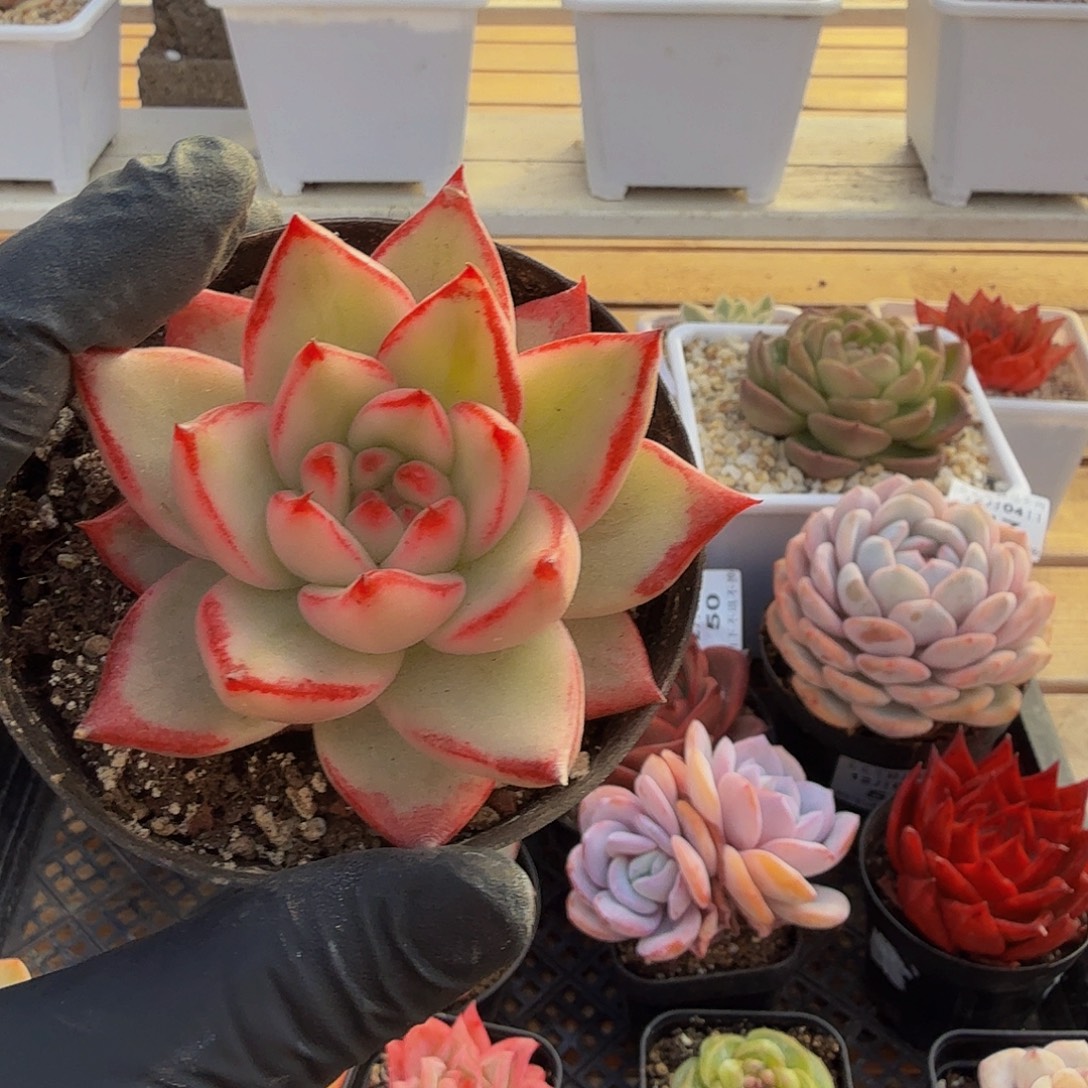 1204-52樱花玛丽亚锦