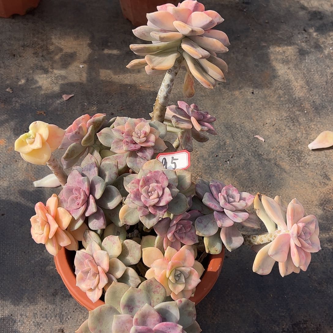 95号紫乐锦，一物一拍