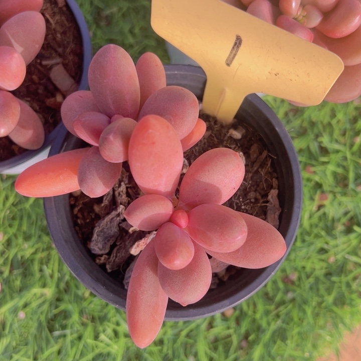 健健康康平平安安