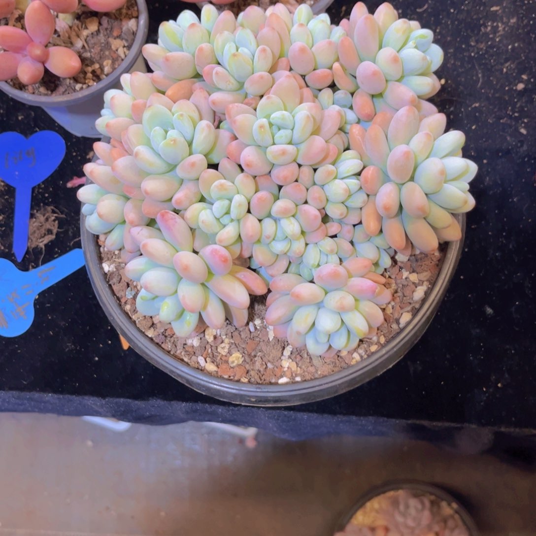 高*夕洛美人多肉美美美哒