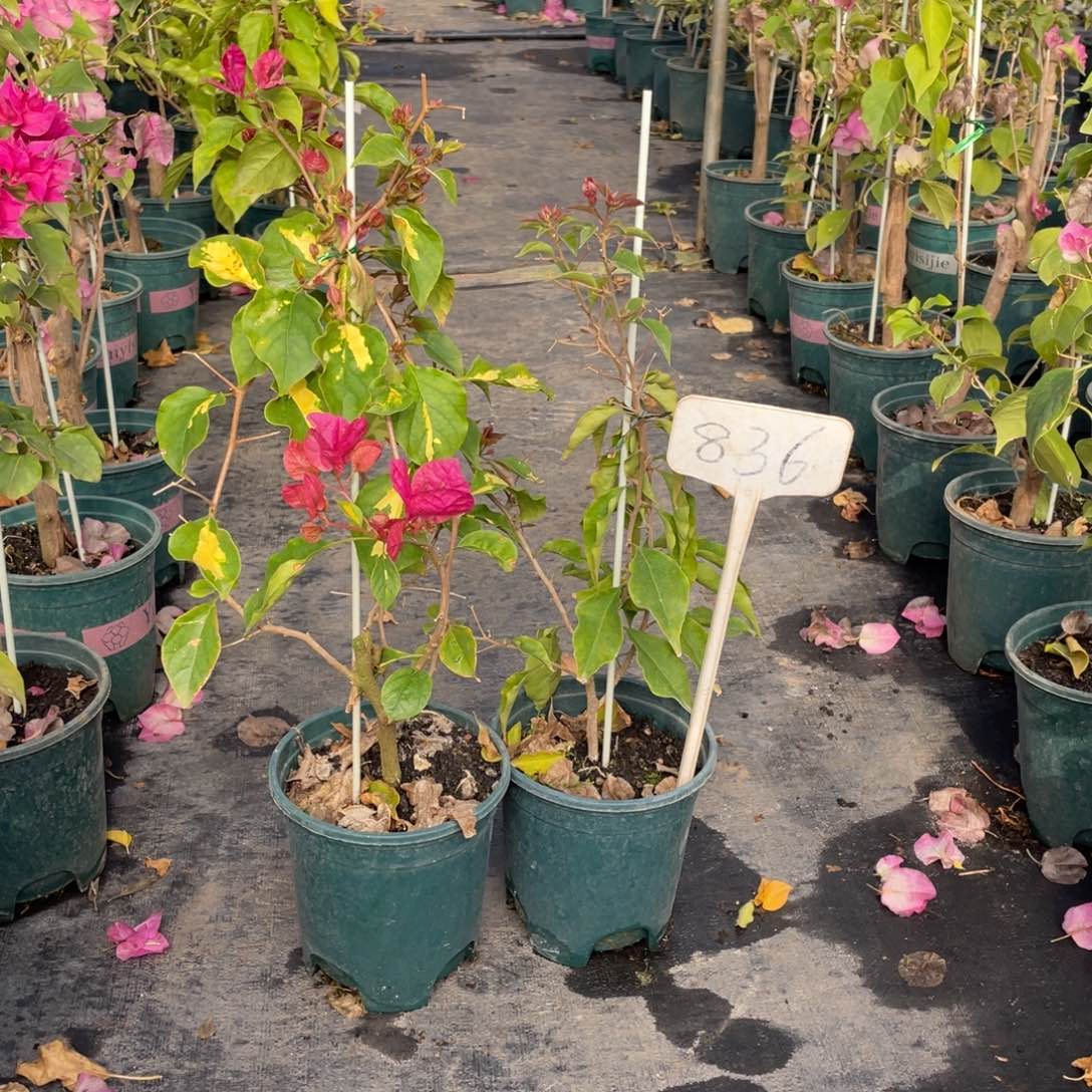 默***全部花朵金心双色+热火桑巴836