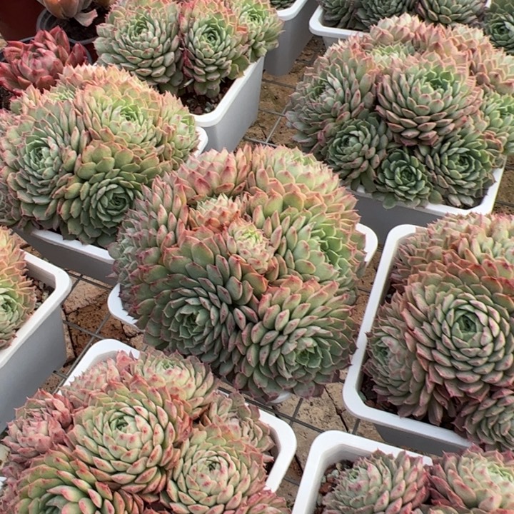 新疆包邮 朱砂痣