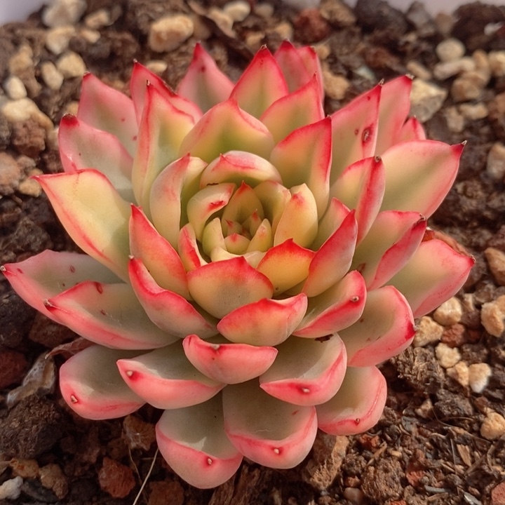 新圣骑兵锦多肉锦景天