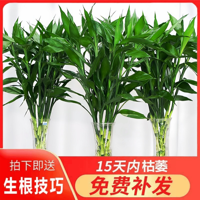富贵竹水培植物室内客厅转运竹龙竹观音竹办公室桌面绿植四季盆栽