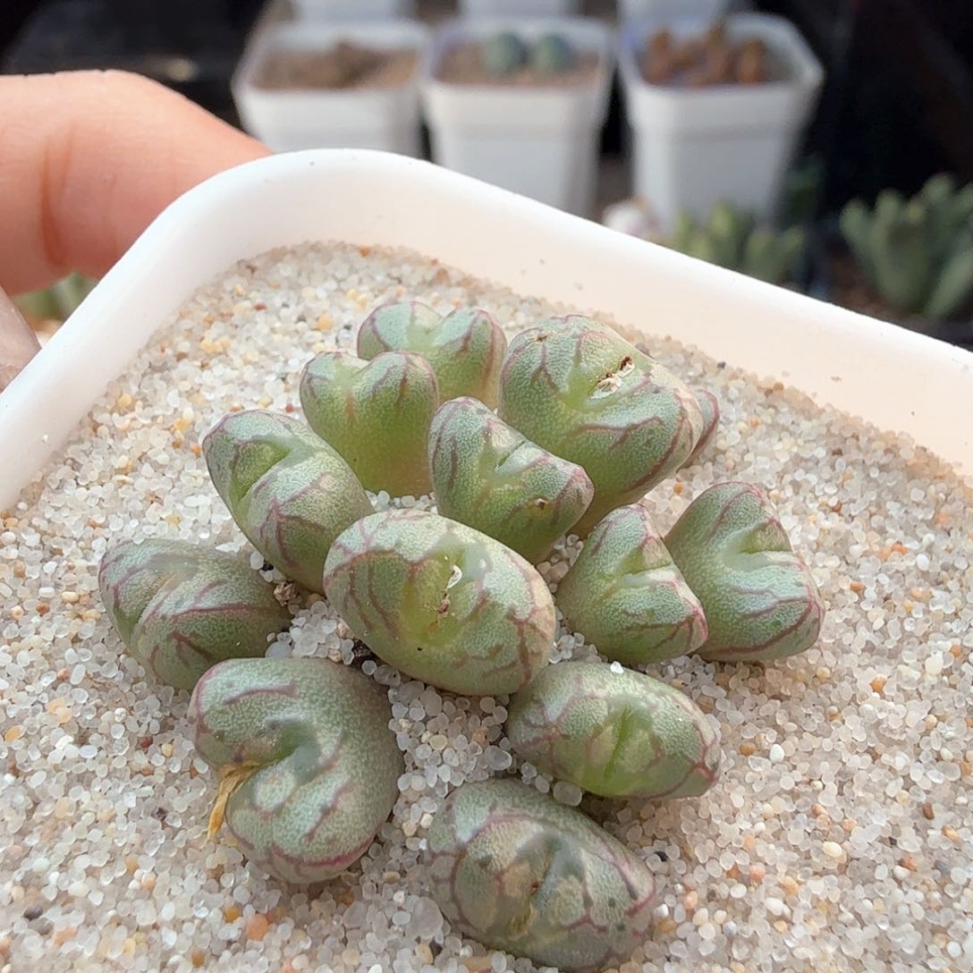 2.16.91/送奶杂/多肉植物