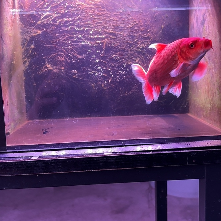 蝴蝶鲤鱼14号蝴蝶鲤微瑕鱼90封顶