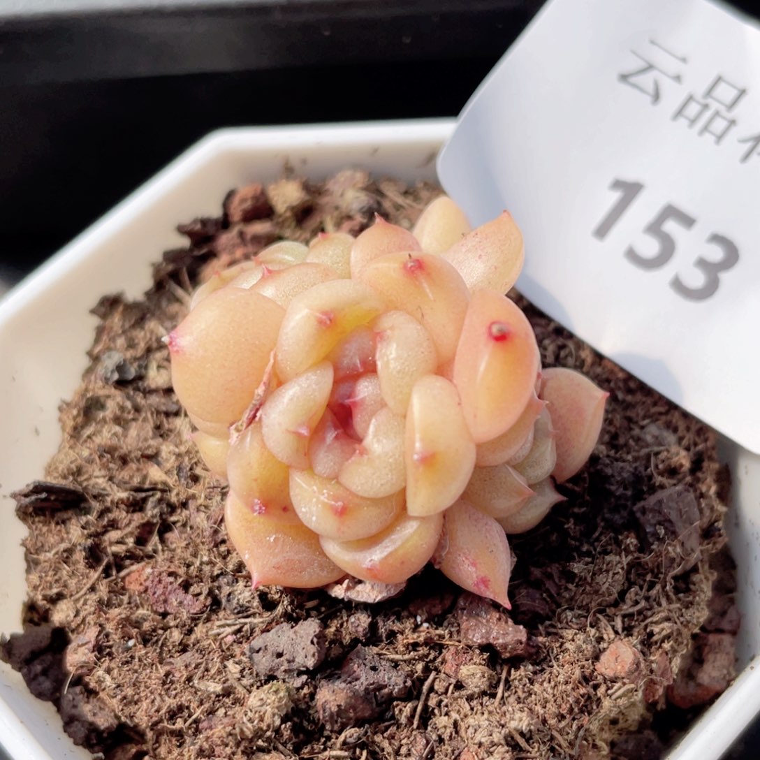 153号糖心冰心珍妮