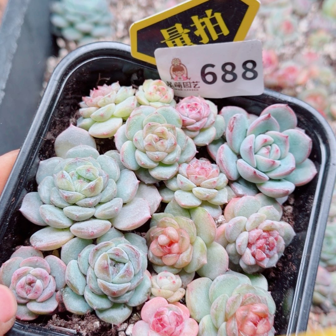 多肉植物多肉植物