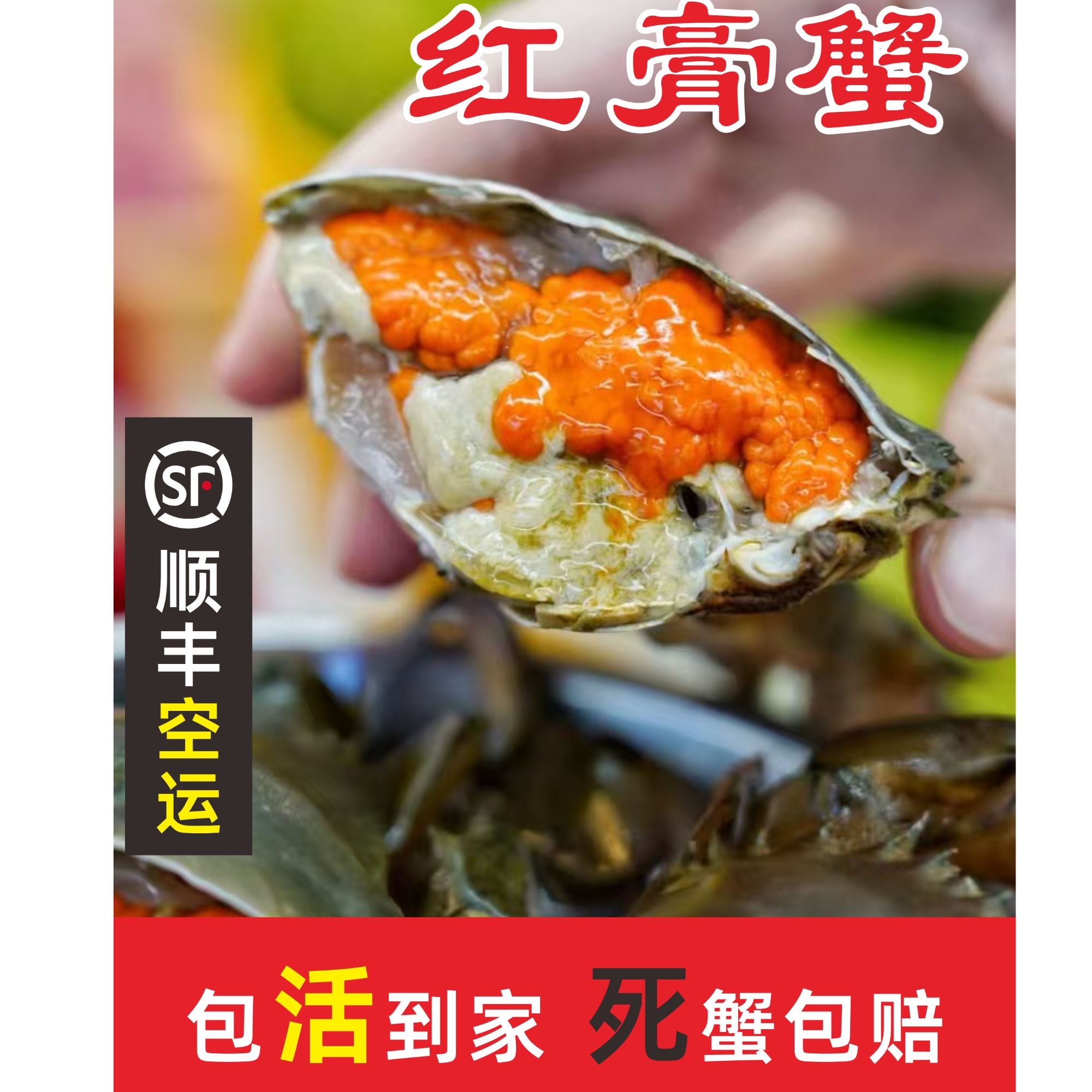 （顺丰活发)红膏青蟹母蟹.鲜活现发.包活到家（拍4送1）