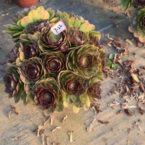 7-22拉丝朵朵多肉植物