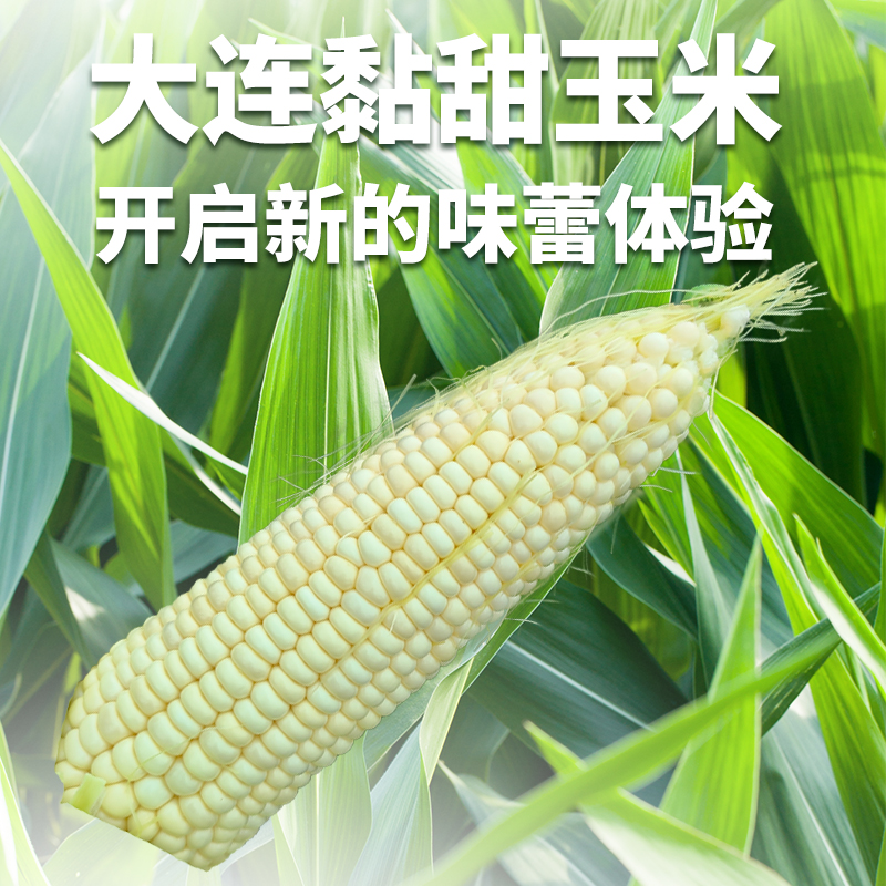 【顺丰包邮】大连黏甜糯玉米带叶生5斤左右新鲜采摘
