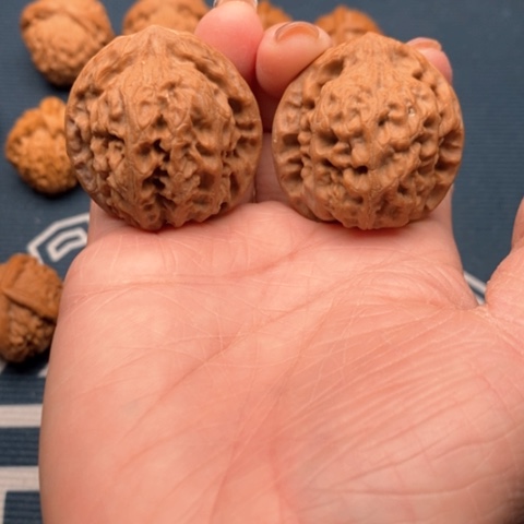 橄榄核手串/手链雪狮37