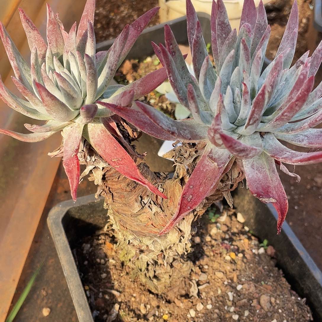 仙女杯多头老桩7366